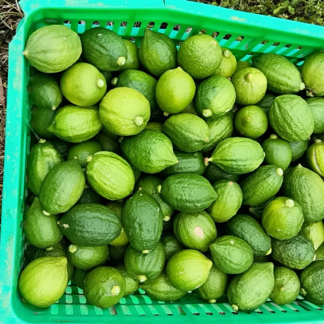 【果园批发&便宜】广东正宗香水柠檬新鲜无籽鲜果柠檬茶奶茶店