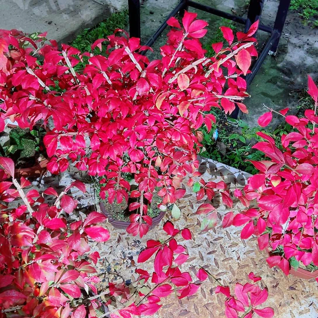 老***朱无花朵盆景皋月真工1611