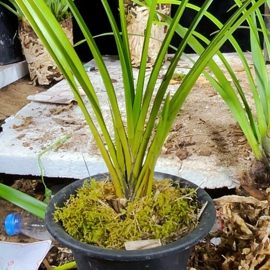 无花朵独占春虎头兰