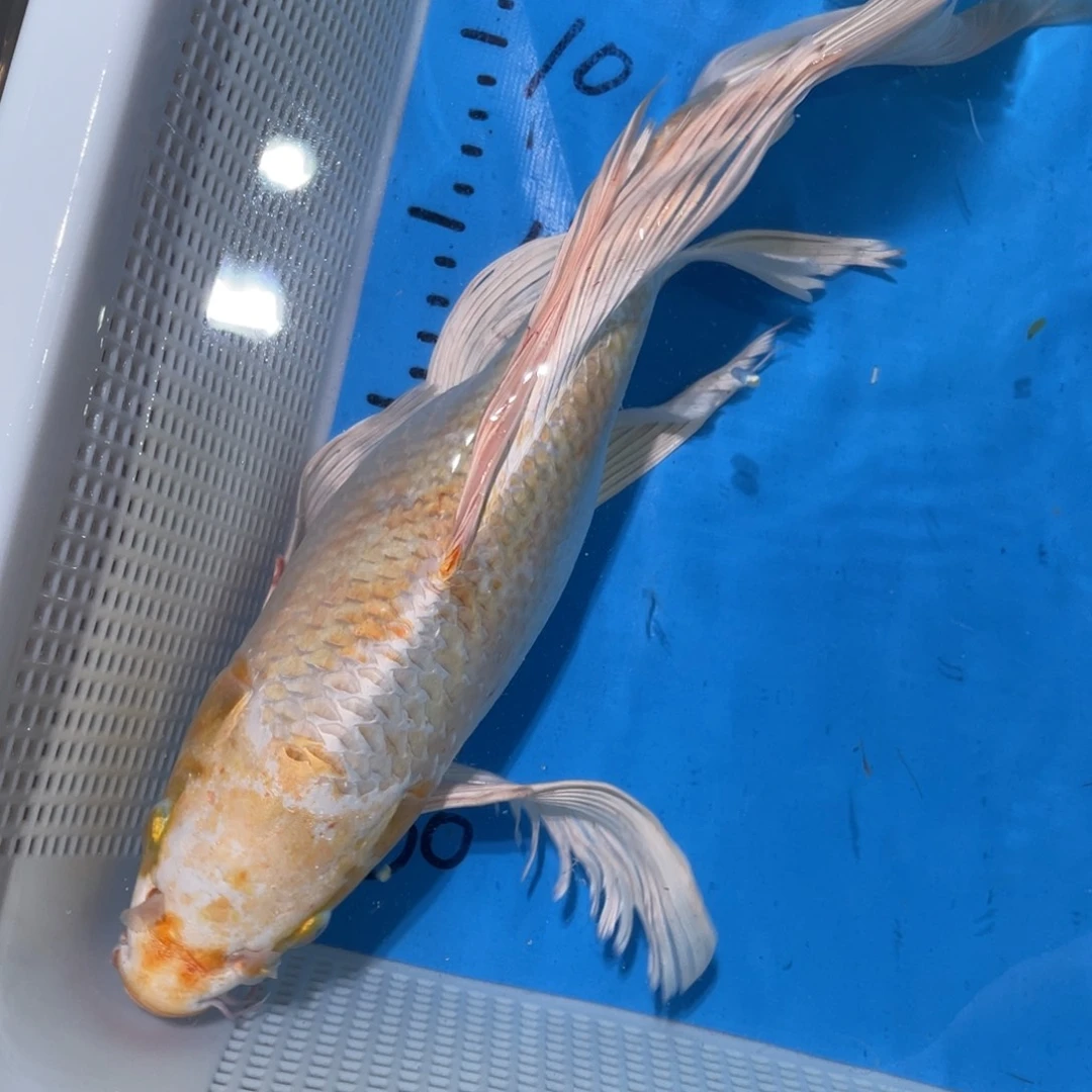 锦鲤蝴蝶鲤鱼锦鲤包邮