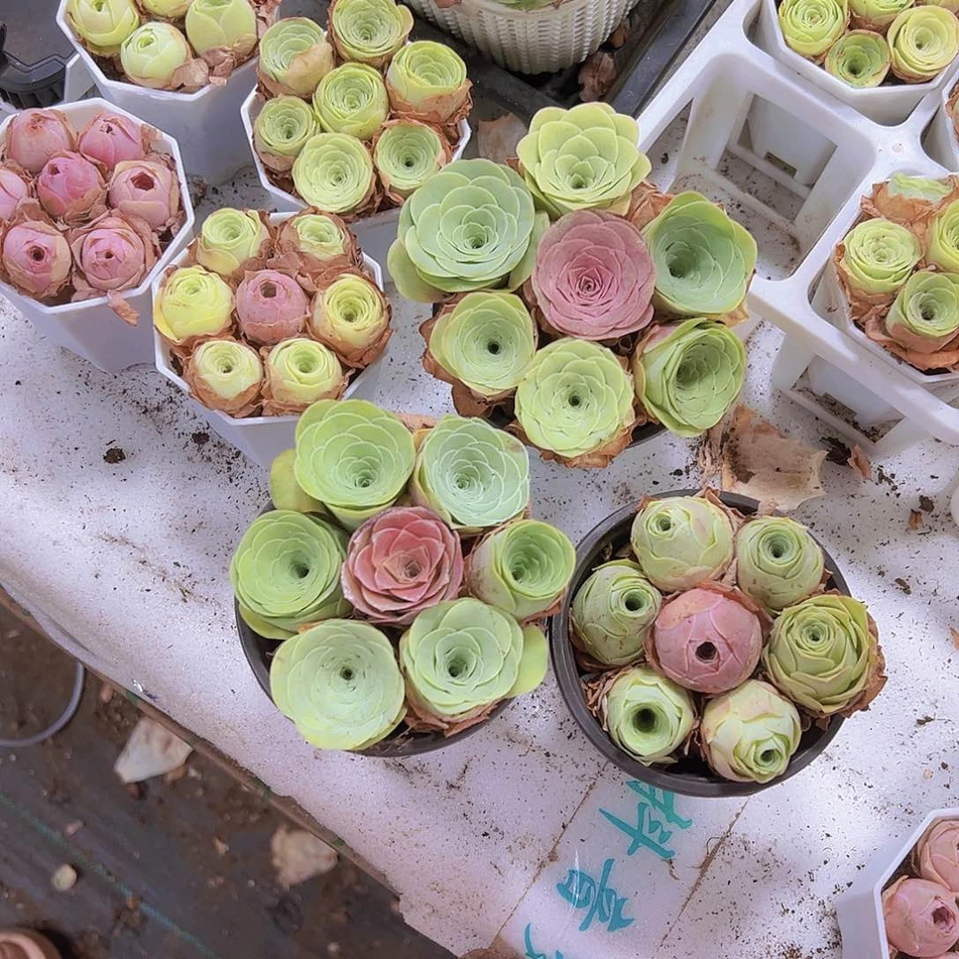 9厘米盆七龙珠组合3盆