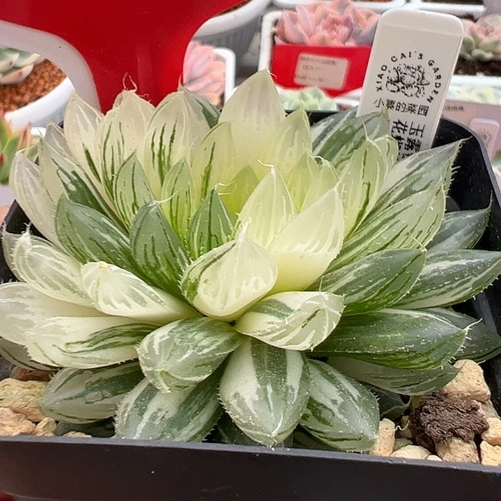 3号花蝴蝶锦多肉植物