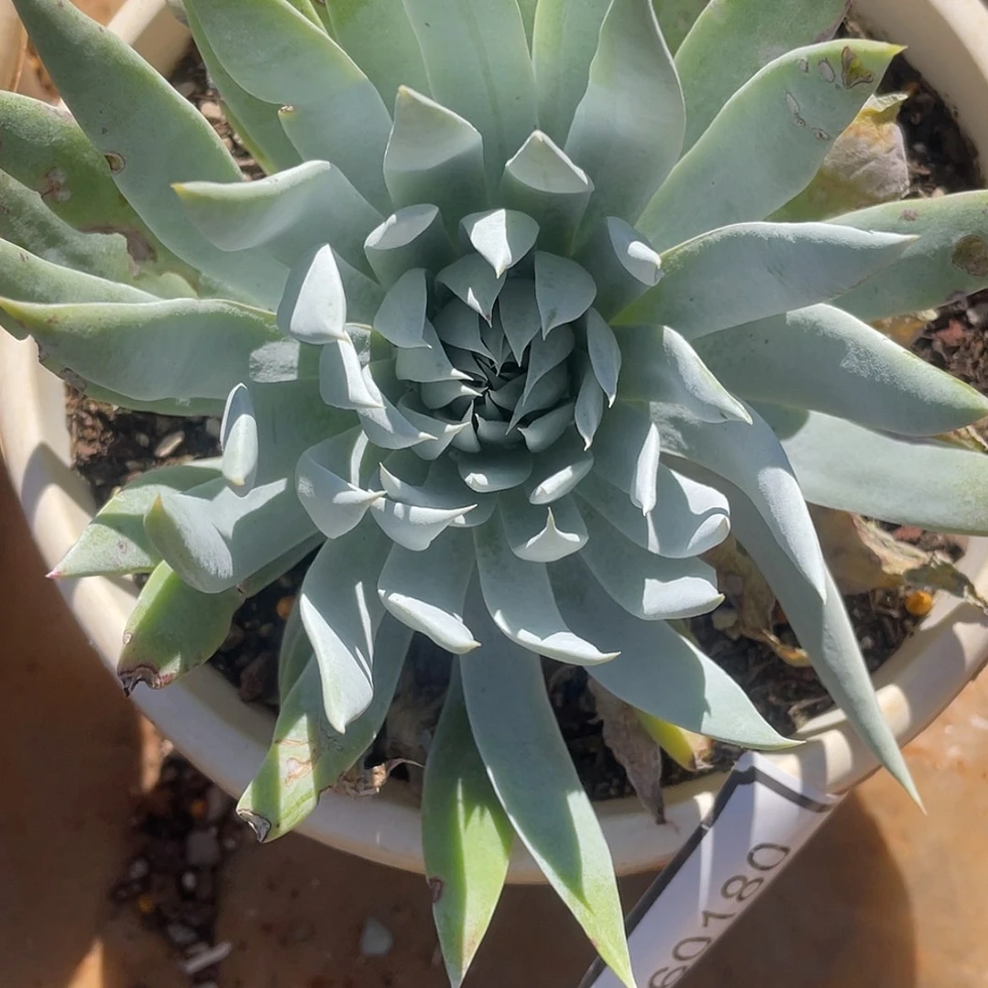 【闪购商品】白衣圣徒60180