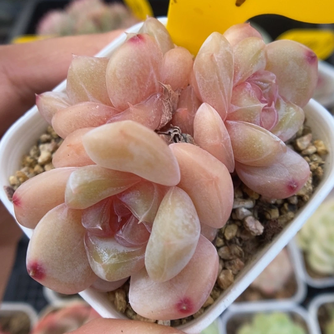 粉钻珍妮群生617号