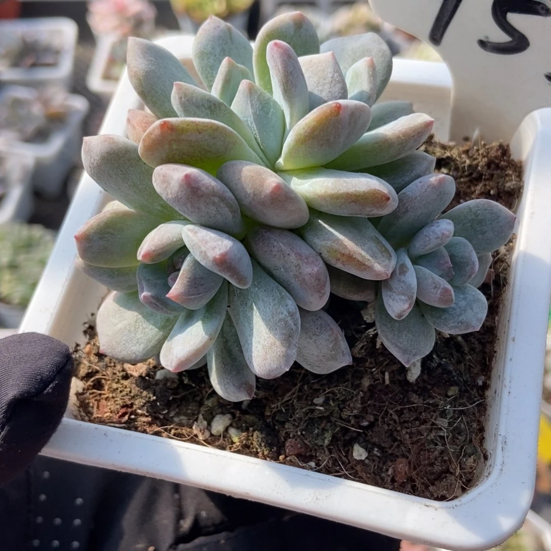 953星影石化多肉植物