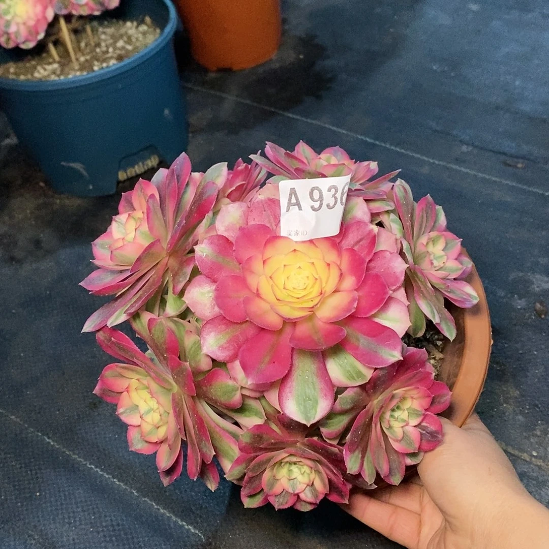 倾城936多肉111111