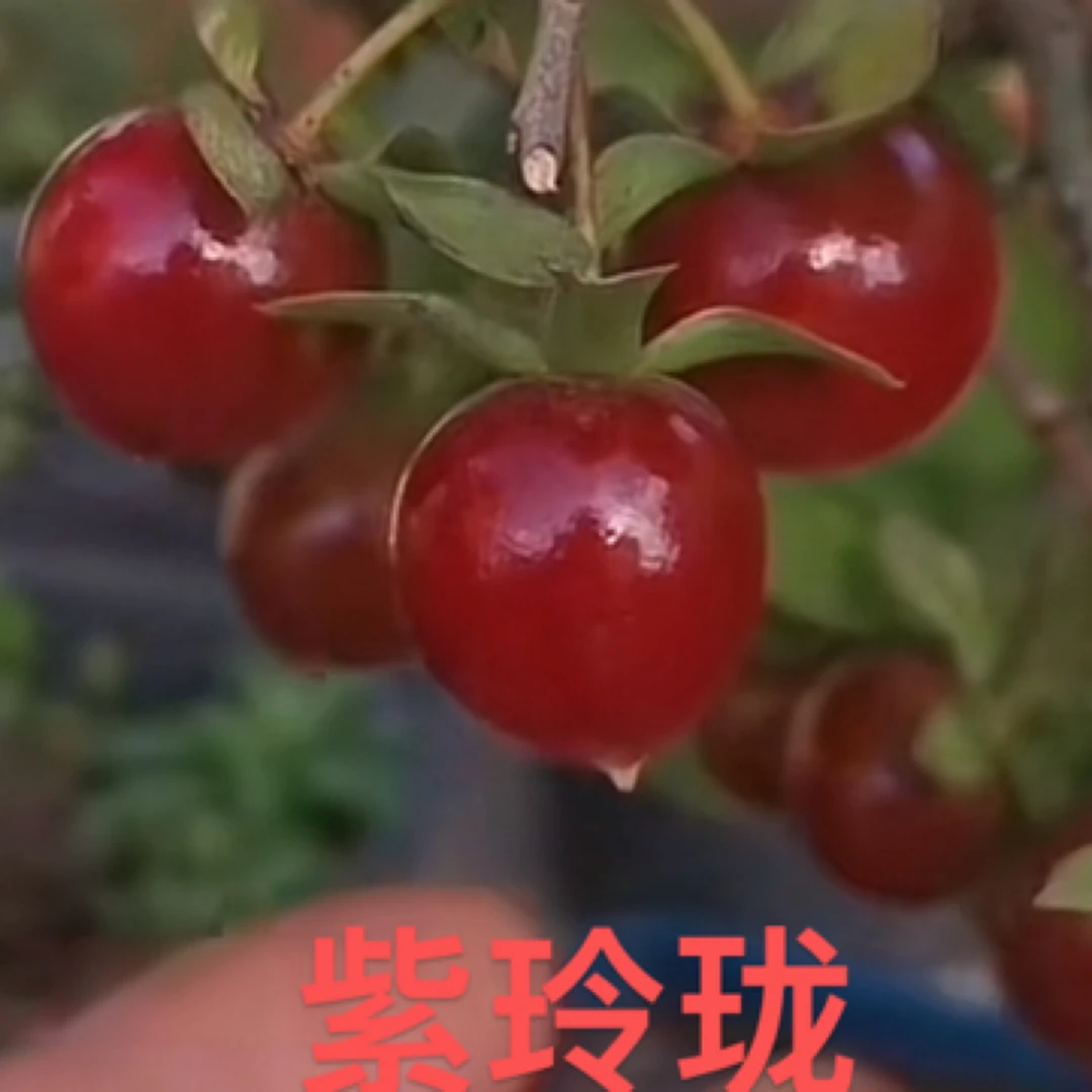 老鸦柿盆景素材桩