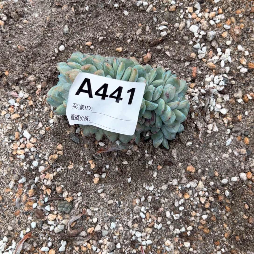 格***文441电话卡姑姑句