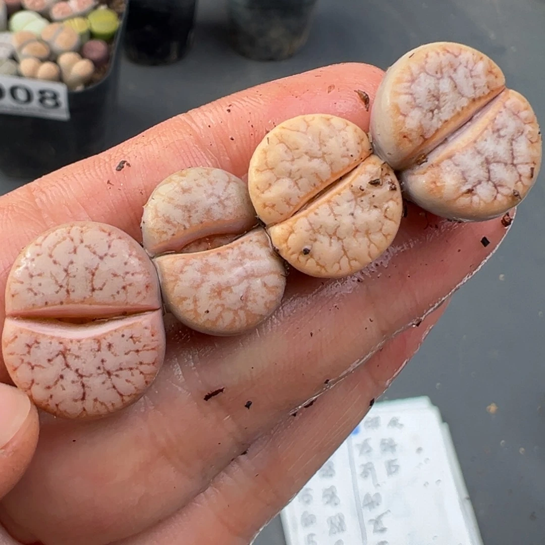 12.3好看的多肉脱土发货075