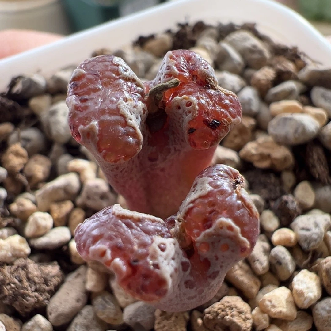 290/江南超蝶 长腿福利