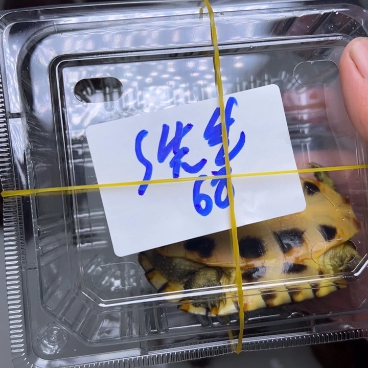 S***生绿毛龟母小青龟龟200