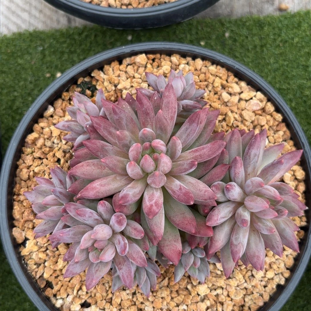 无花朵虞美人10头自然群