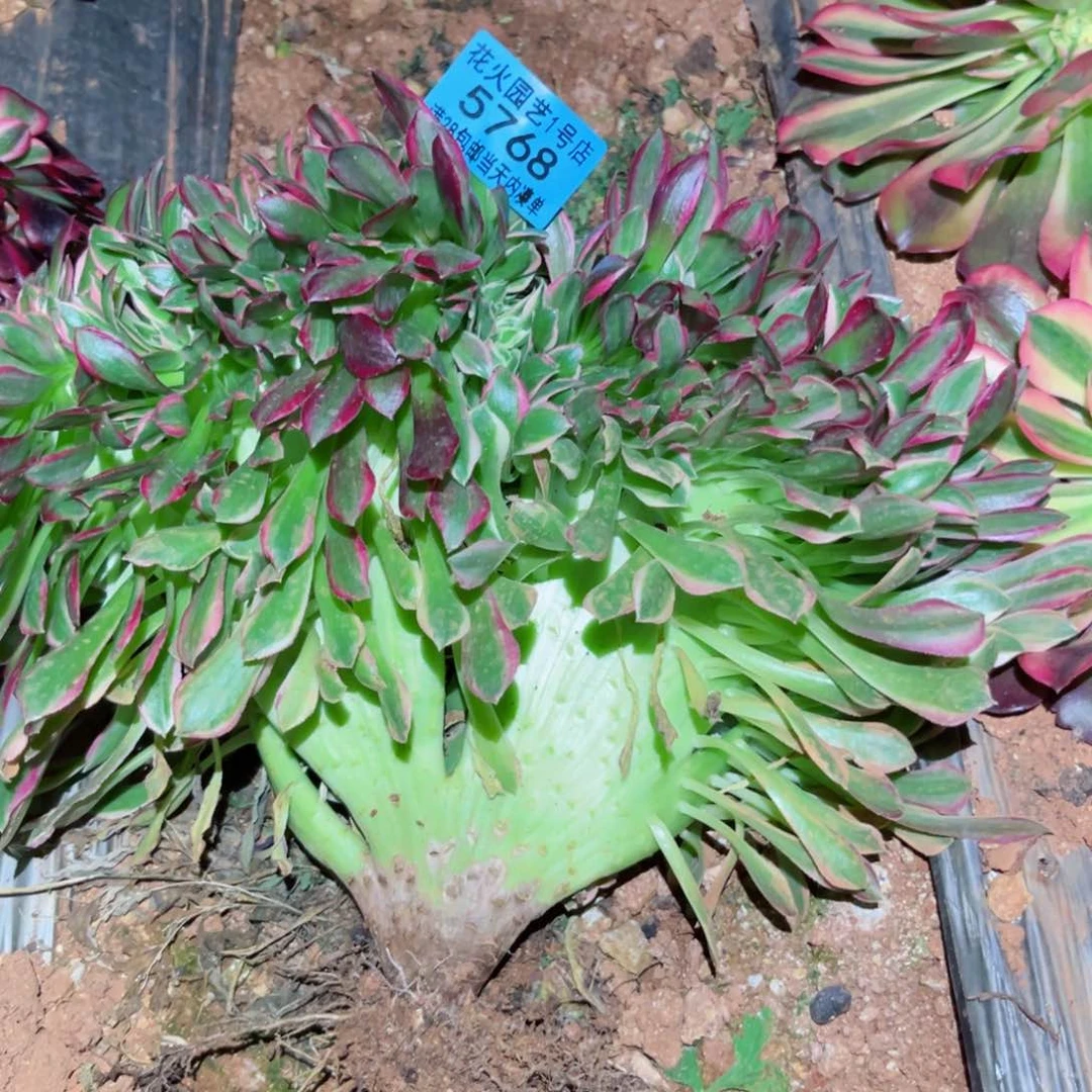 亦****鸿女神缀5768多肉植物