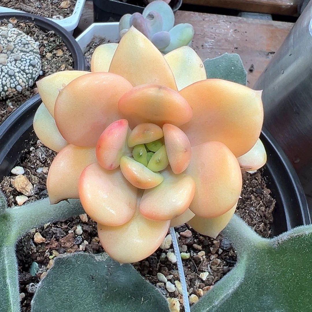 葡萄锦带侧芽  小方花圃一物一拍