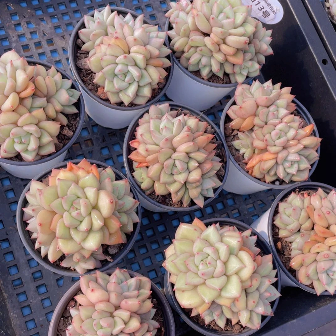 量拍13号黄金象牙大群生一个