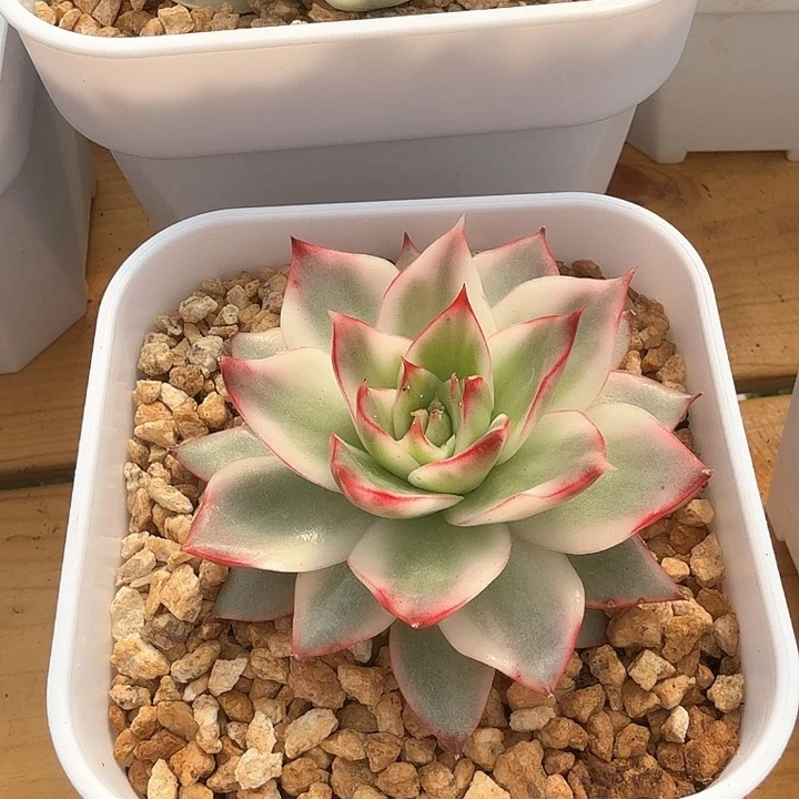 豆*果吉赛尔锦多肉锦多肉