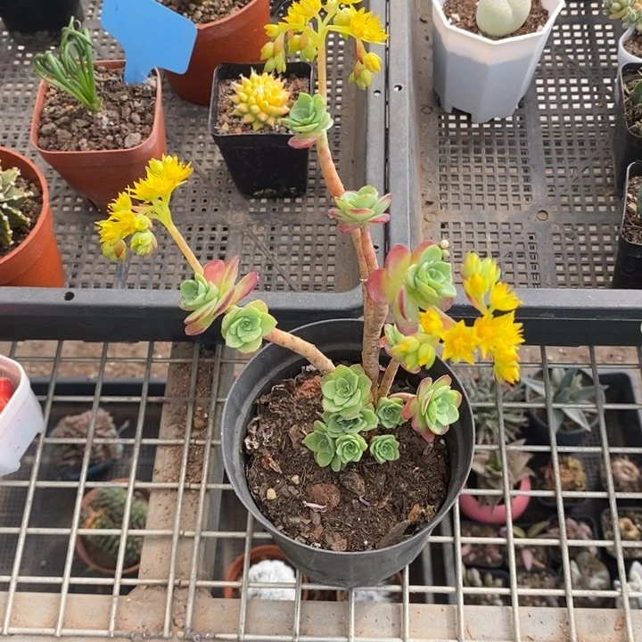 伯克利和格蕾纳等著名音乐家都