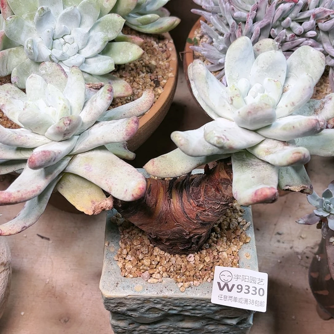 9330拇指仙女杯多肉