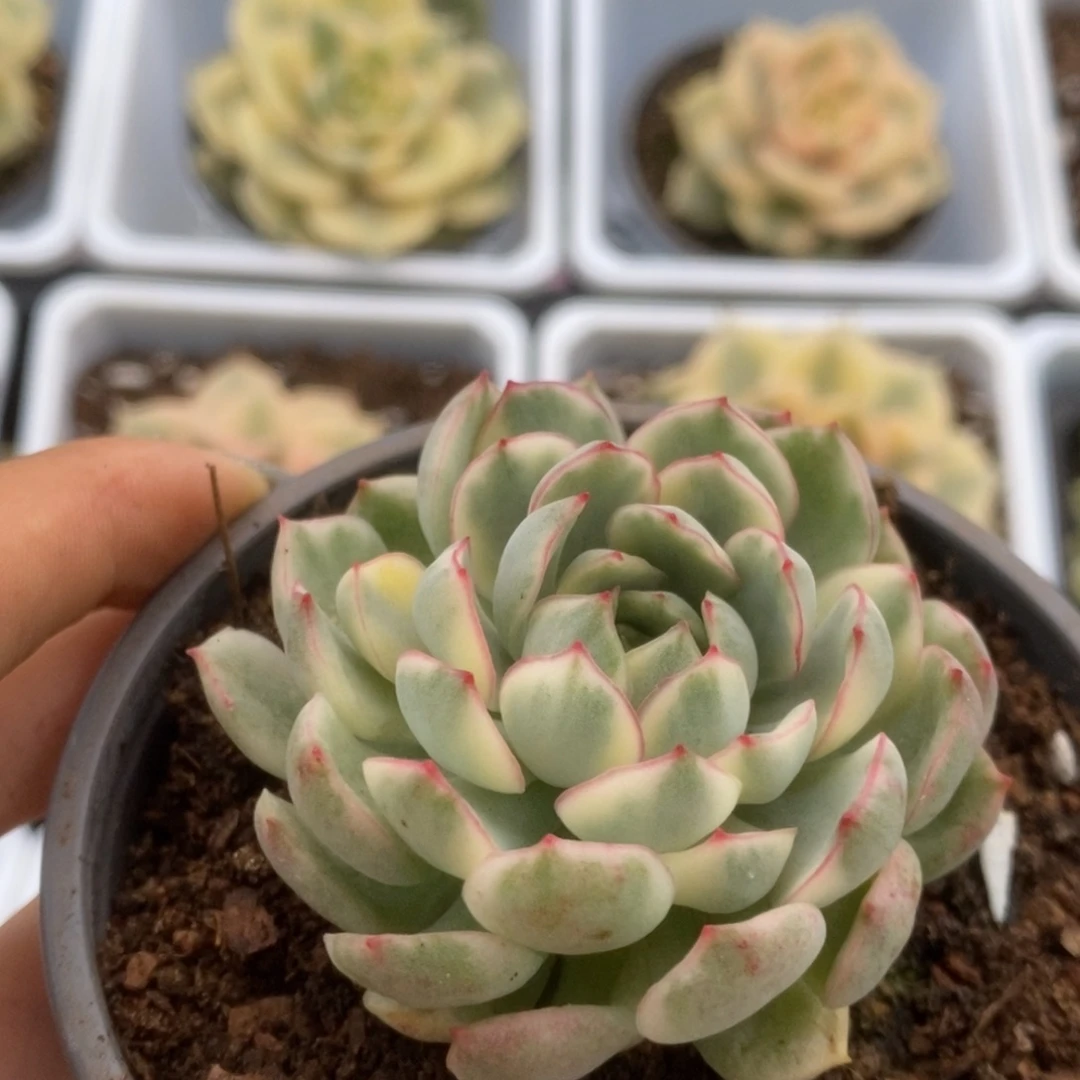 041白覆轮梦幻玫瑰锦