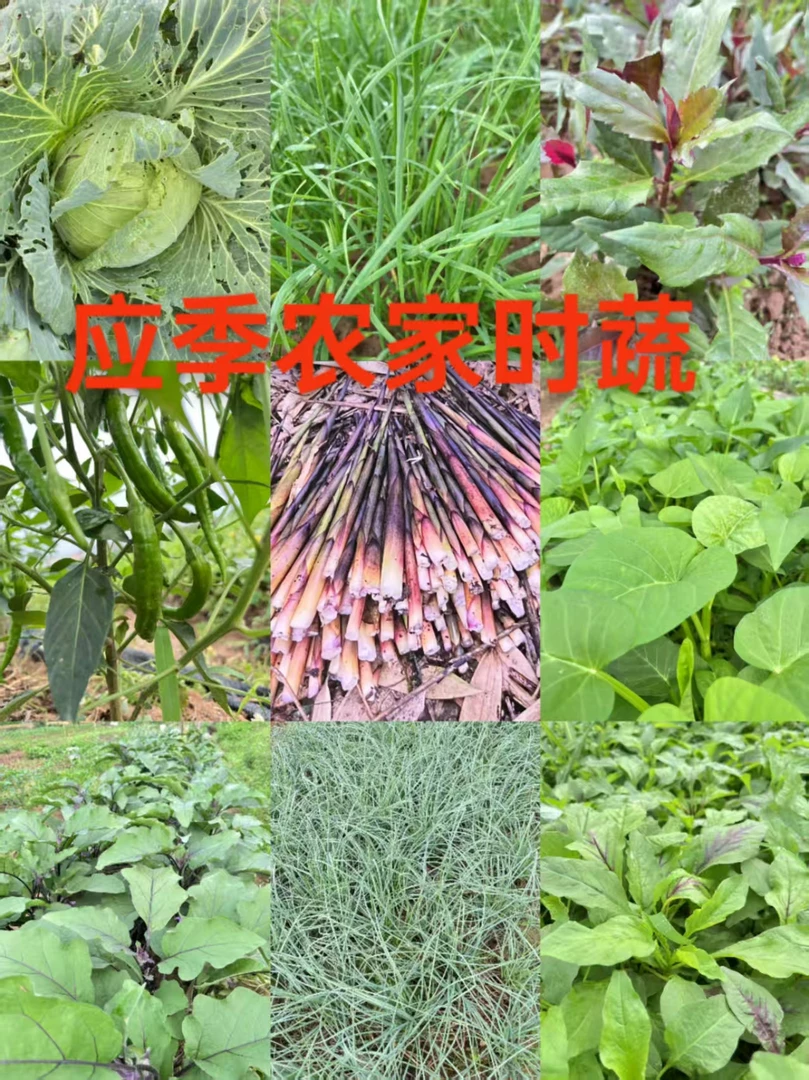 【赶集代买】荷兰豆洋荷香茅草豌豆蛇豆正宗赣南蔬菜（不，勿拍）
