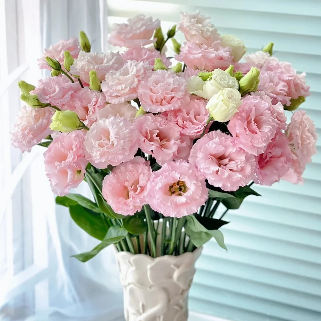 【花之物语】洋桔梗粉色 包邮