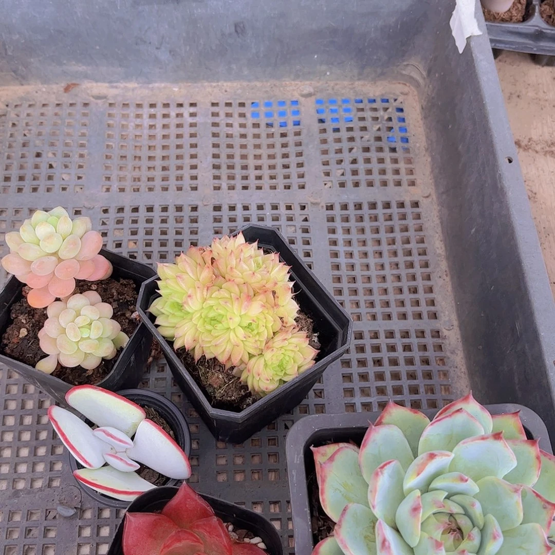 多肉614多肉植物，