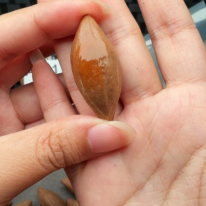 亚***军橄榄核手串/手链橄榄