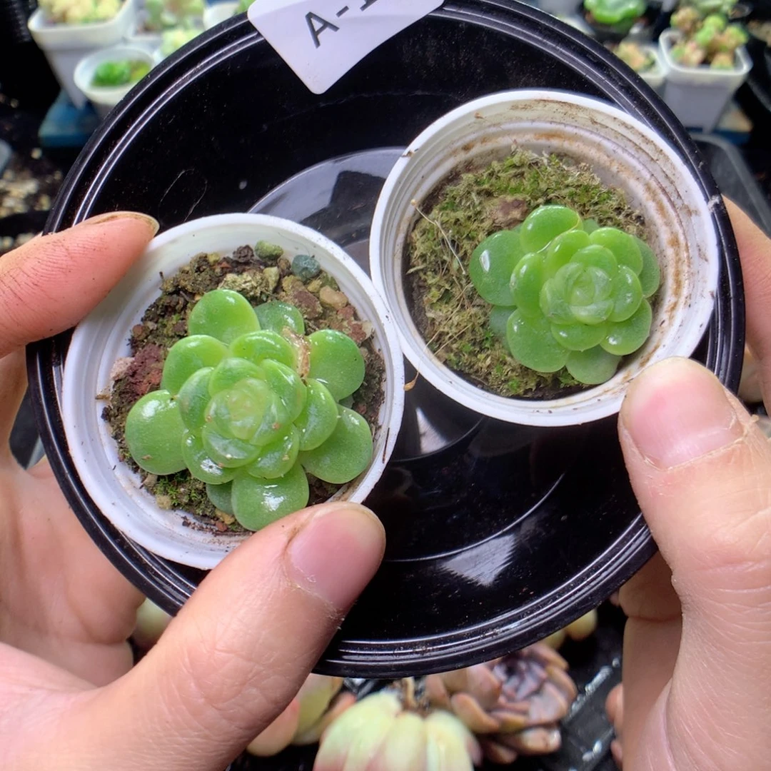 无花朵A1英语英语英语英语英语英语