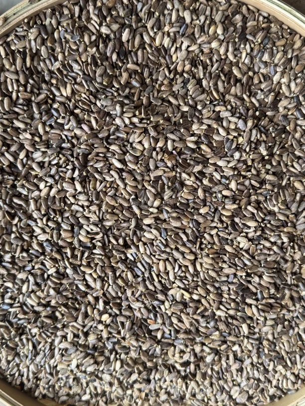 【大个山货】云南边境山货水飞蓟