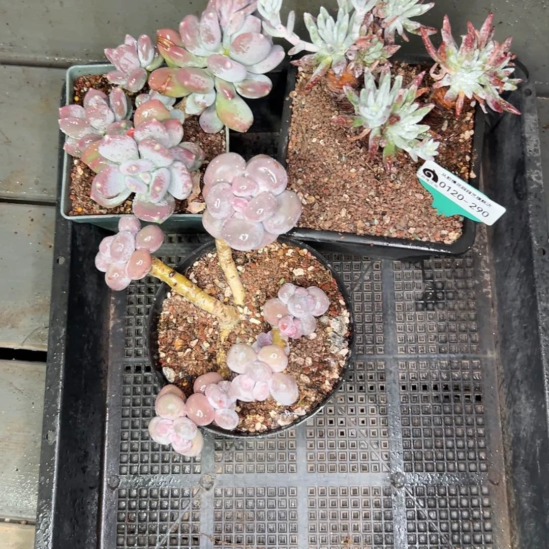 多肉一物一拍0120-290