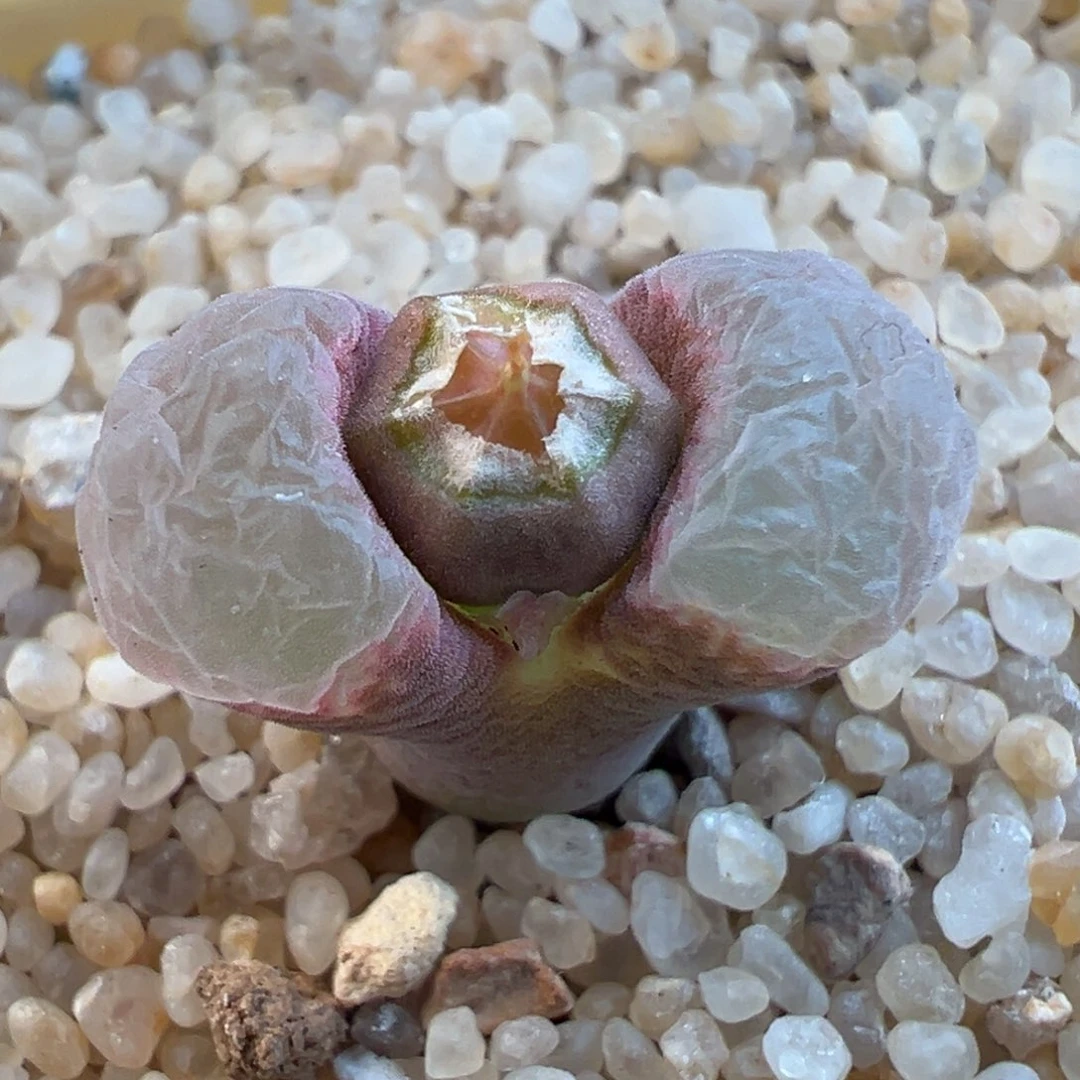 70号1810.24sp母本，