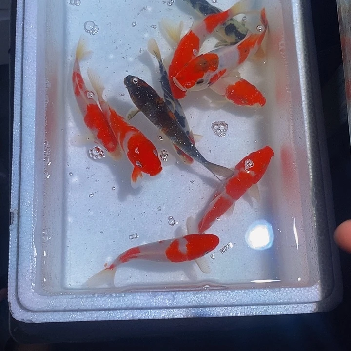 想***走锦鲤锦鲤活鱼开箱包活
