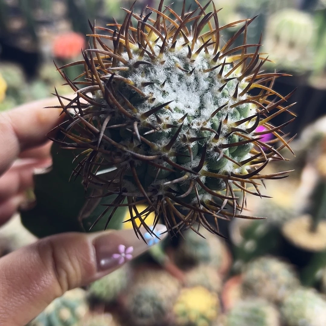 彗星殿仙人球11111111111