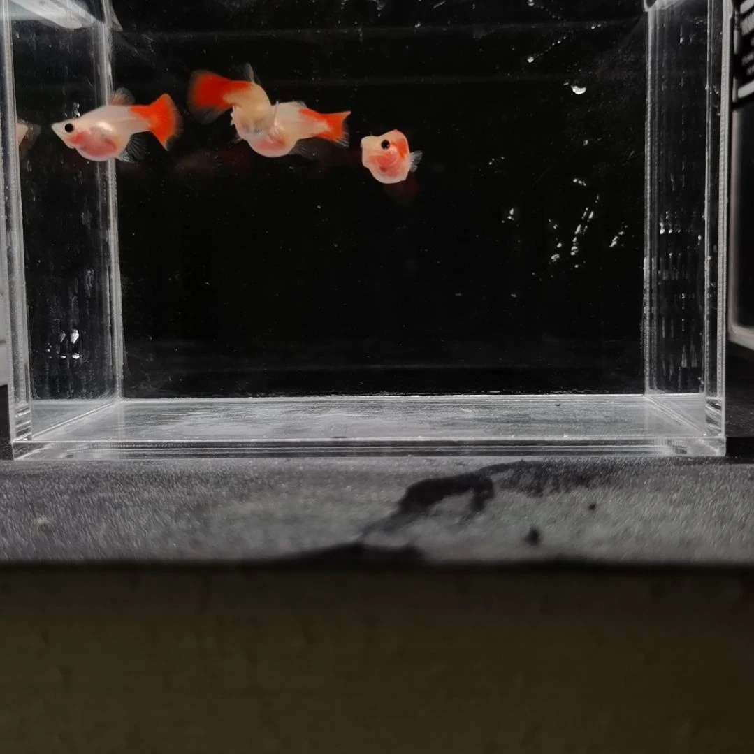 孔雀鱼编号45琉璃玻璃猫球