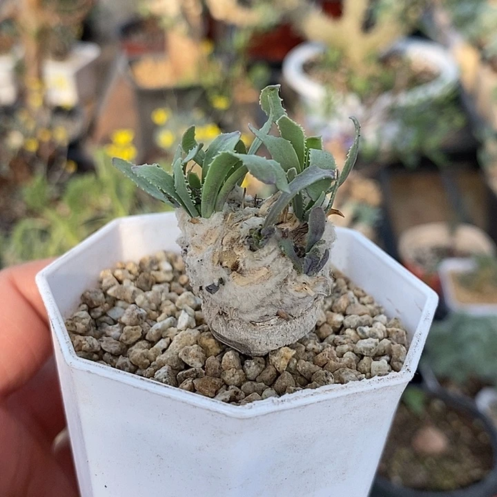 650小刨花一一带盆