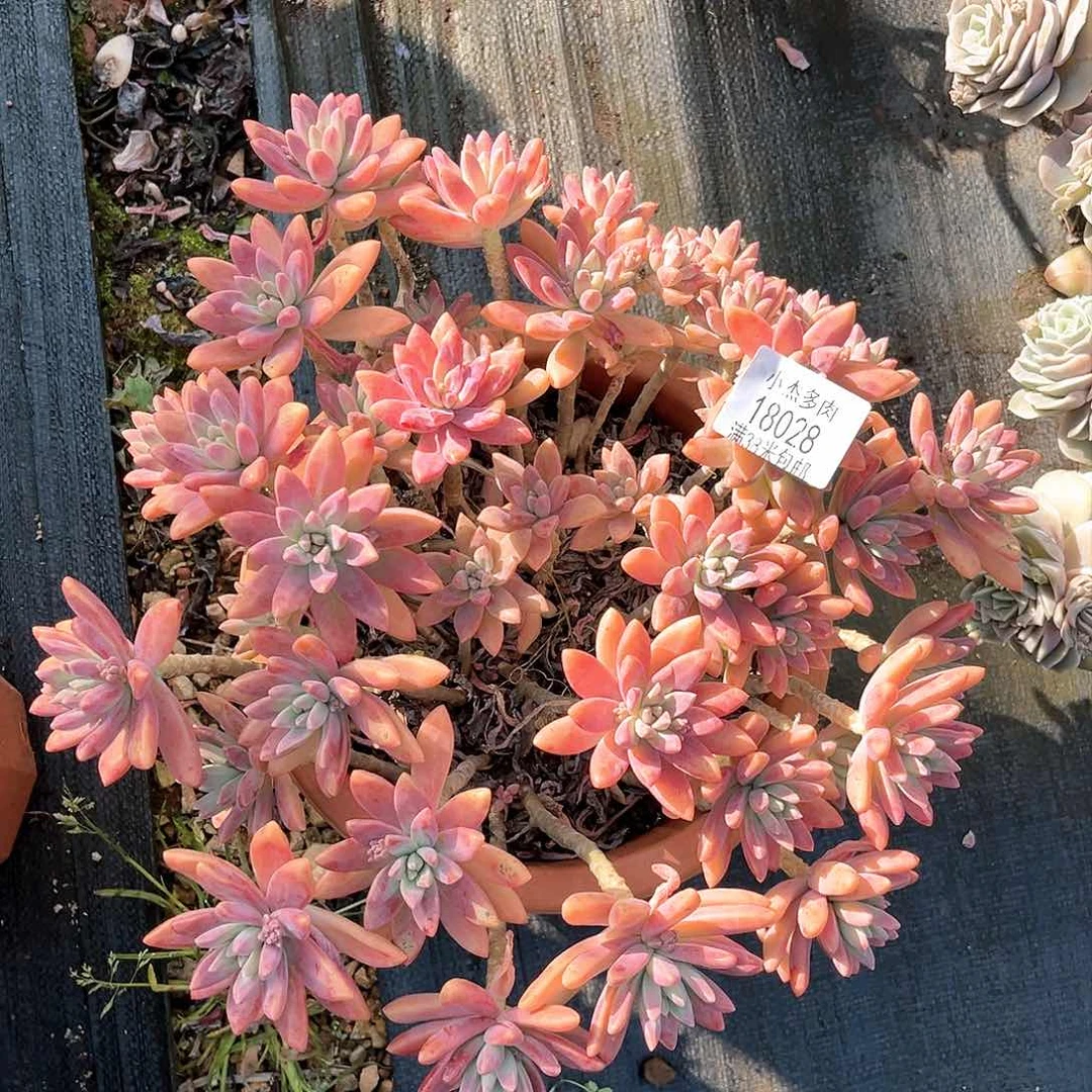 秋丽大群生18028