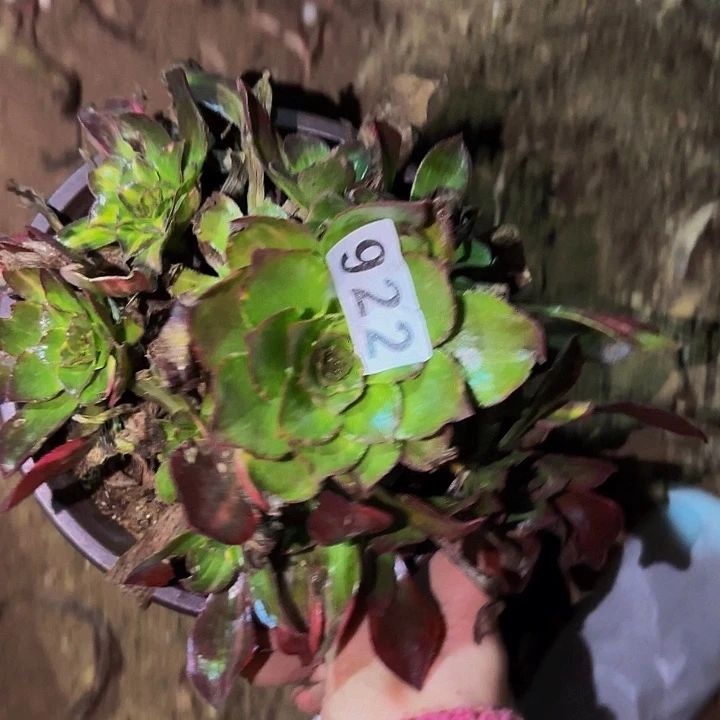 922魅影七彩多肉植物不售后