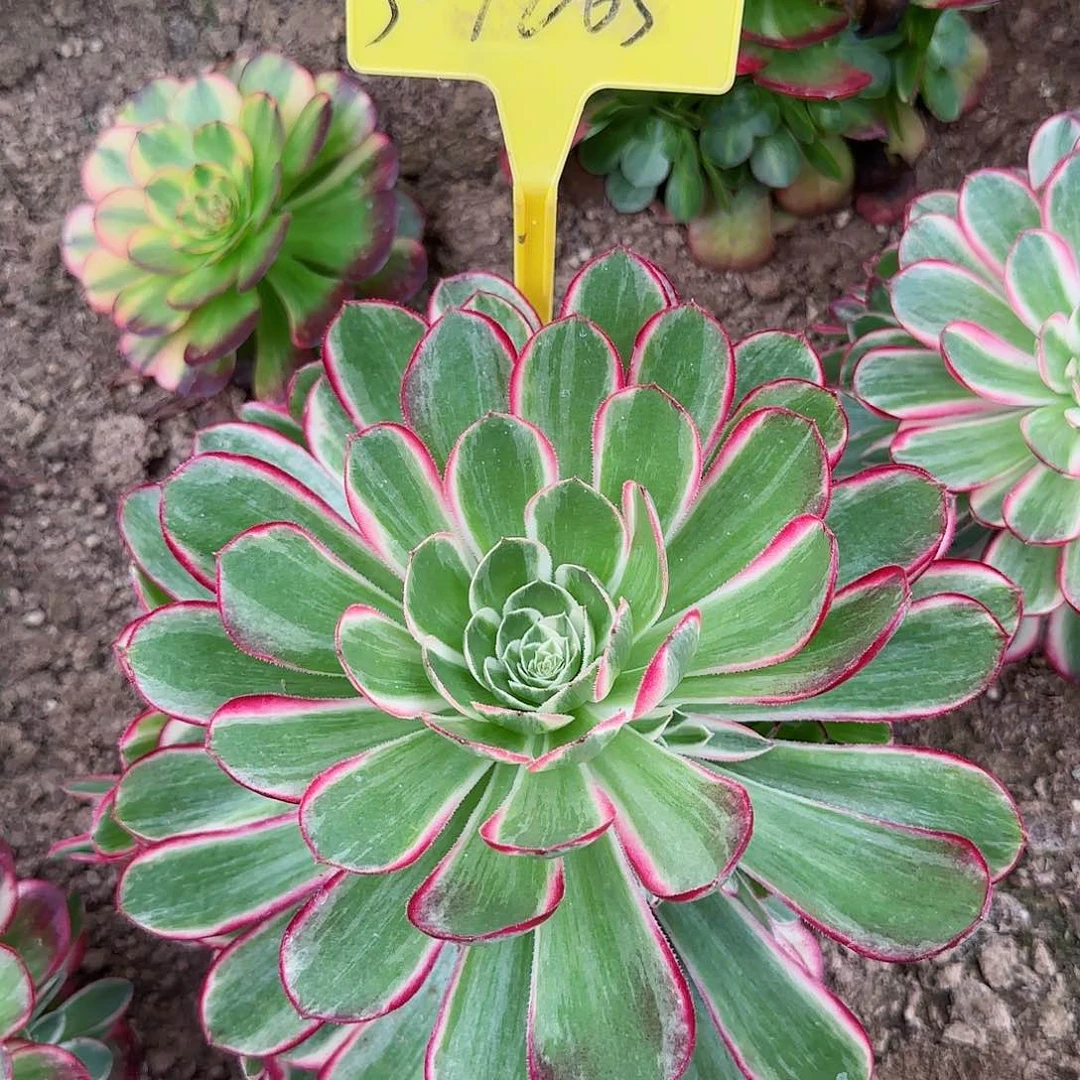 3-1265---多头多肉植物