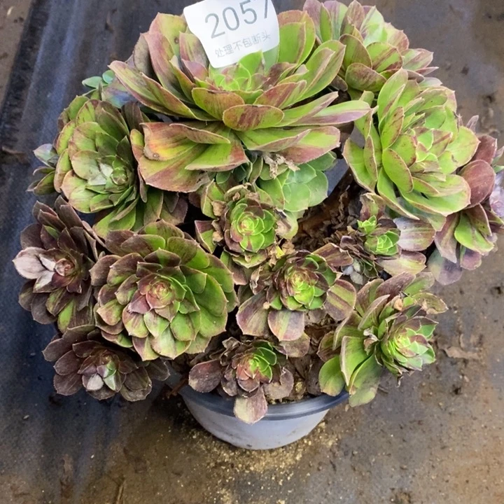 花月夜多肉断头不包2057