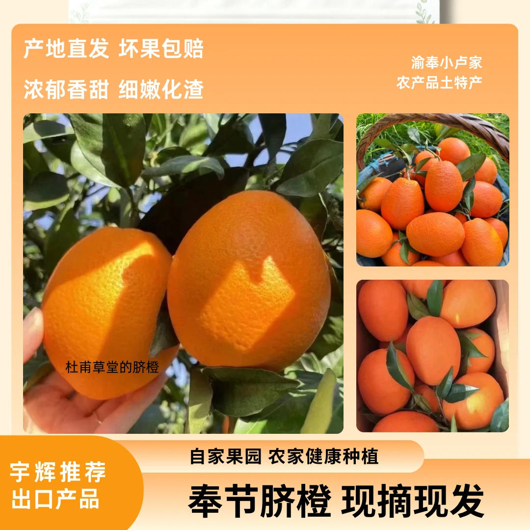 奉节脐橙广柑新鲜应季水果 现摘现发产地直发小中大果5斤10斤20斤