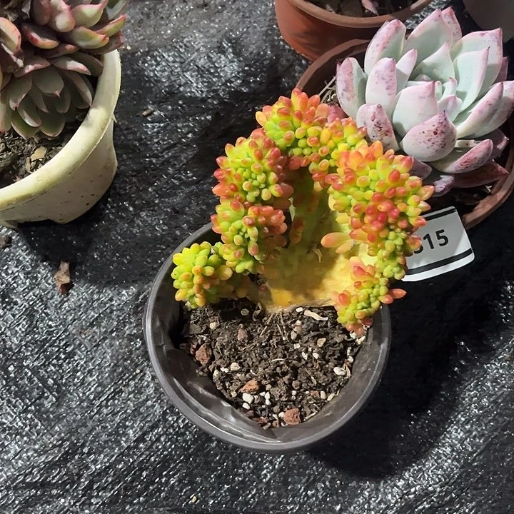 鑫伟多肉春萌缀0335