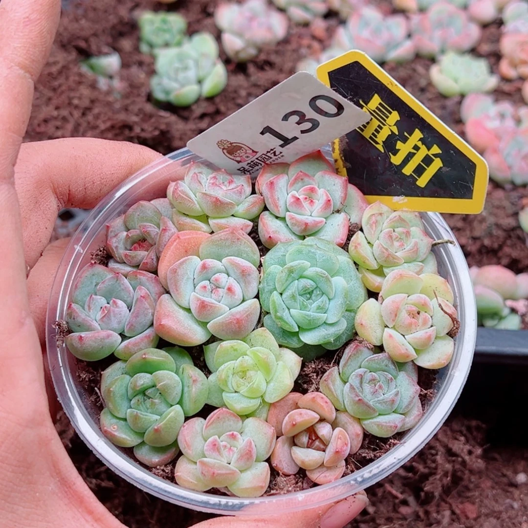 多肉植物多肉植物