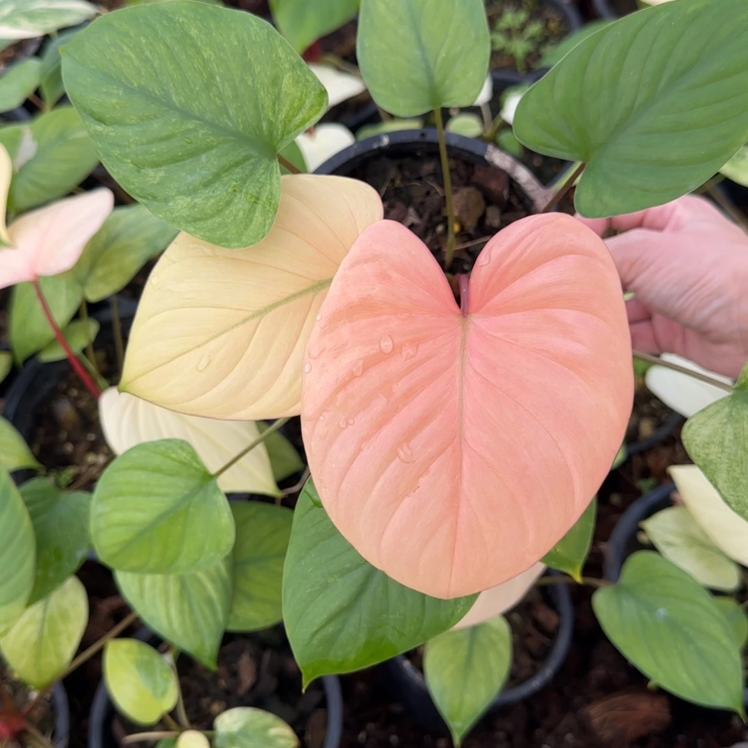 R700-1218团扇薄荷锦