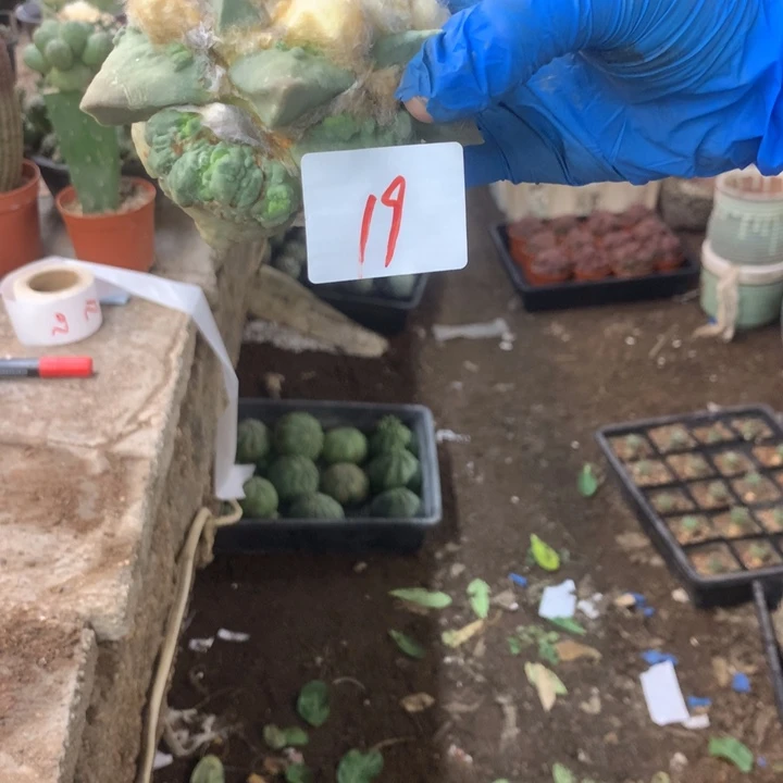 岩牡丹19号。。。。。。。