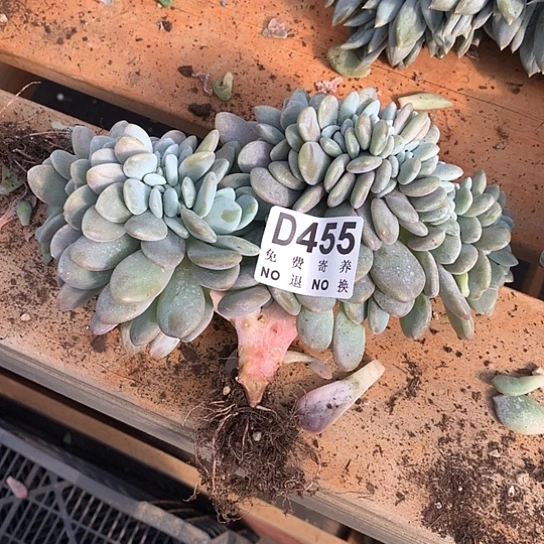 粉兔缀化455 亏本处理退款拉黑7-8天发货