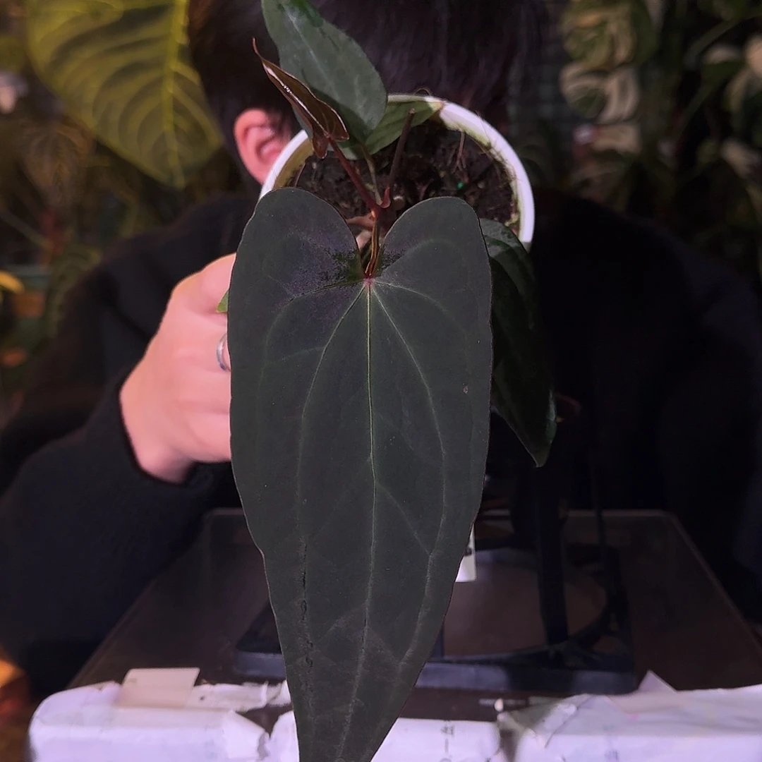 不开花植物C145波特紫杂咖啡papi