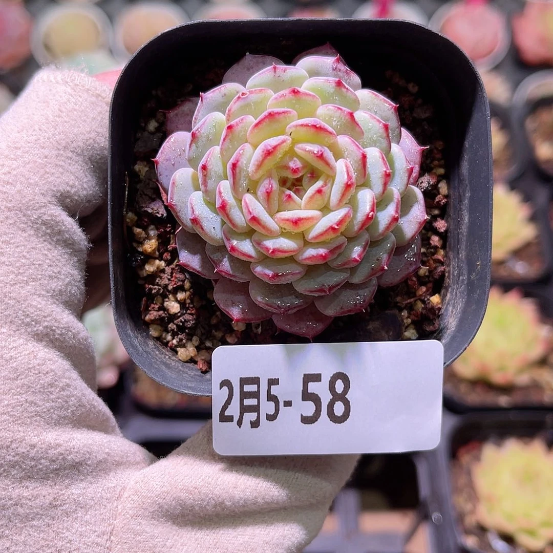 花利美5-58哈尼单头