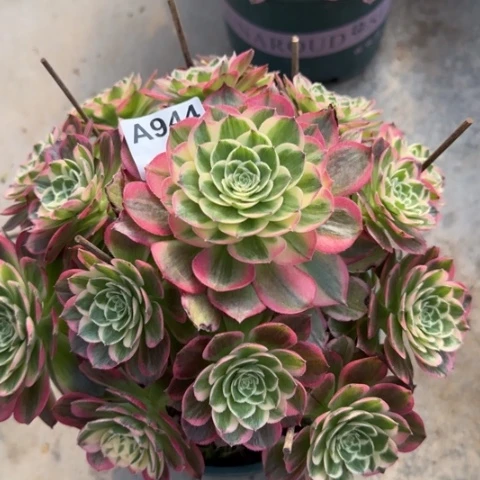 944海王22厘米左右