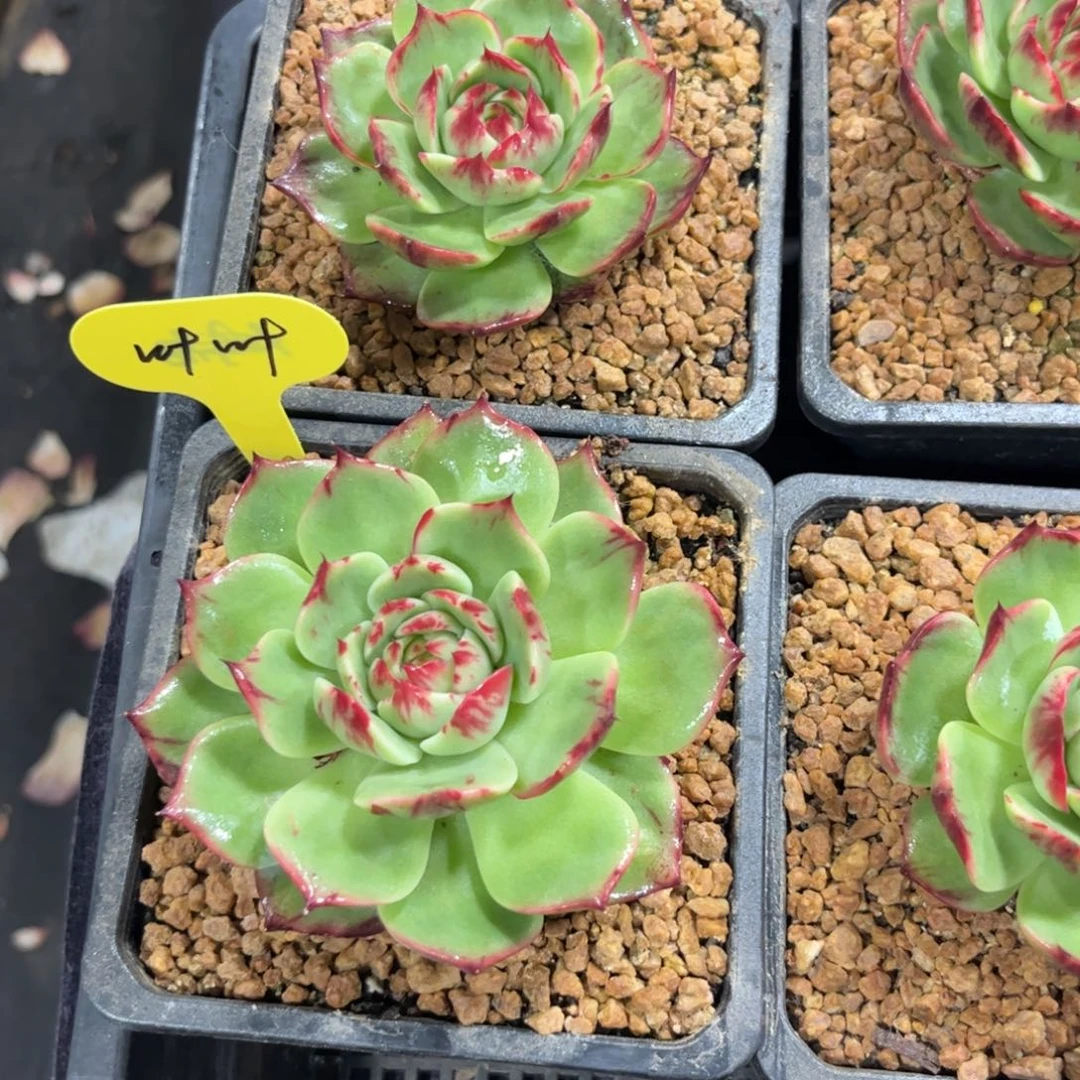 叶***桐惊鸿仙子一物一拍