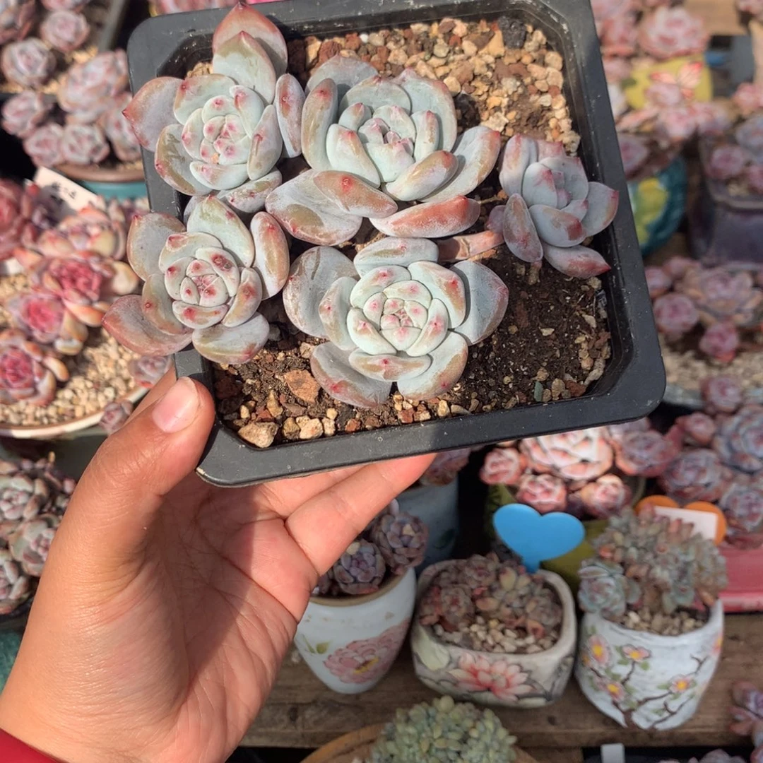 哈哈哈哈哈哈哈哈5